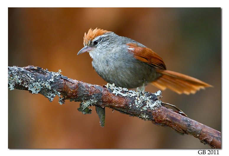 BARON'S SPINETAIL